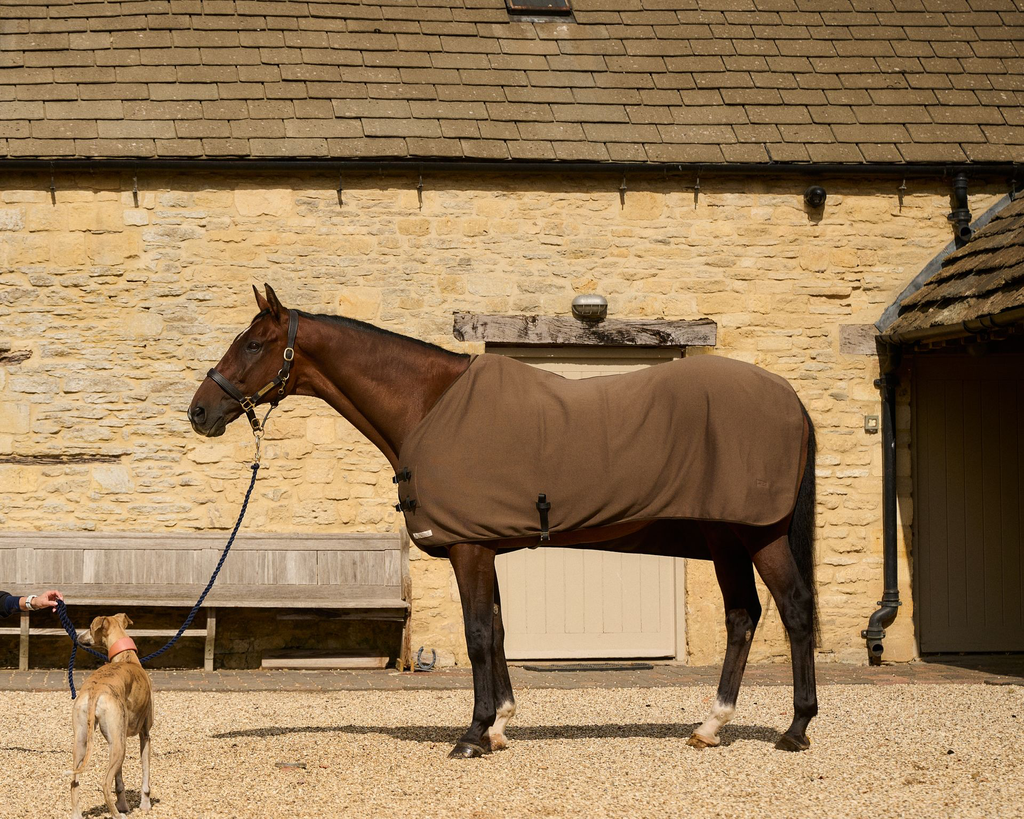Lightweight Rug Taupe - bay horse in stable yard with dog (GP1_9310).webp