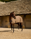 Lightweight Rug Taupe - bay horse at stables (GP1_9345).webp